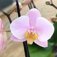 Light rosa phalaenopsis orchid samen for anpflanzung heirloom nongmo wildflower mix high germination
 
 sale for anpflanzung in home garten