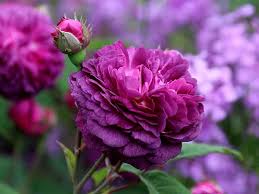 Deep lila climbing rose blume samen for anpflanzung heirloom nongmo organic garten samen
 
 sale for anpflanzung in home garten
