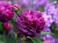 Deep lila climbing rose blume samen for anpflanzung heirloom nongmo organic garten samen
 
 sale for anpflanzung in home garten