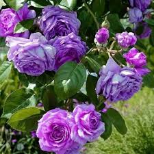 tief Lila kletternd Rose Blumensamen zur Aussaat Traditionssorte ohne Gentechnik biologisch Garten Samen
