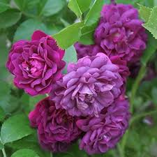 tief Lila kletternd Rose Blumensamen zur Aussaat Traditionssorte ohne Gentechnik biologisch Garten Samen