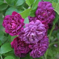 tief Lila kletternd Rose Blumensamen zur Aussaat Traditionssorte ohne Gentechnik biologisch Garten Samen