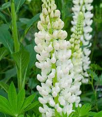 Weiß lupine blume samen for anpflanzung heirloom nongmo cottage garten organic samen
 
 sale for anpflanzung in home garten