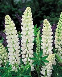 Weiß Lupine Blumensamen zur Aussaat Traditionssorte ohne Gentechnik Landhaus Garten biologisch Samen