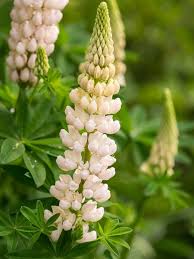 Weiß Lupine Blumensamen zur Aussaat Traditionssorte ohne Gentechnik Landhaus Garten biologisch Samen