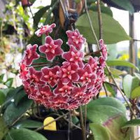 Rot Carnosa Blumensamen zur Aussaat Traditionssorte ohne Gentechnik biologisch Garten Samen leuchtend Schauanlagen
