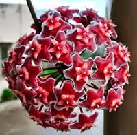Rot carnosa blume samen for anpflanzung heirloom nongmo organic garten samen for vibrant displays
 
 sale for anpflanzung in home garten