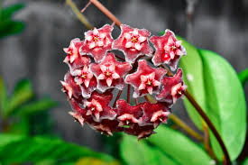 Rot Carnosa Blumensamen zur Aussaat Traditionssorte ohne Gentechnik biologisch Garten Samen leuchtend Schauanlagen