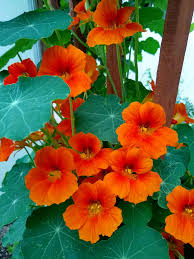Orange nasturtium blume samen for anpflanzung heirloom nongmo droughttolerant organic garten samen
 
 sale for anpflanzung in home garten