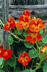Orange Kapuzinerkresse Blumensamen zur Aussaat Traditionssorte ohne Gentechnik DroughtTolerant biologisch Garten Samen