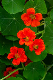 Orange Kapuzinerkresse Blumensamen zur Aussaat Traditionssorte ohne Gentechnik DroughtTolerant biologisch Garten Samen