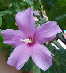 Lavender hibiscus blume samen for anpflanzung heirloom nongmo fragrant organic garten samen
 
 sale for anpflanzung in home garten