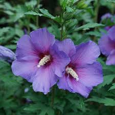 Lavendel Hibiskus Blumensamen zur Aussaat Traditionssorte ohne Gentechnik duftend biologisch Garten Samen