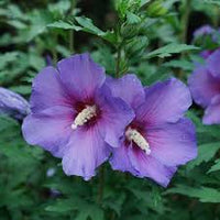 Lavendel Hibiskus Blumensamen zur Aussaat Traditionssorte ohne Gentechnik duftend biologisch Garten Samen