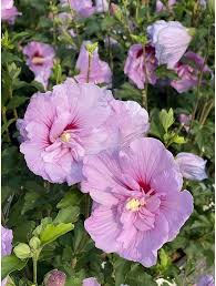 Lavendel Hibiskus Blumensamen zur Aussaat Traditionssorte ohne Gentechnik duftend biologisch Garten Samen