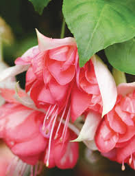 Pfirsichfarben Fuchsie Blumensamen zur Aussaat Traditionssorte ohne Gentechnik Landhaus Garten biologisch Samen