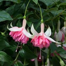 Peach fuchsia blume samen for anpflanzung heirloom nongmo cottage garten organic samen
 
 sale for anpflanzung in home garten