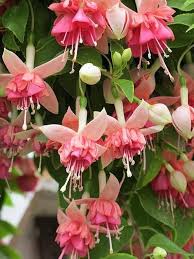 Pfirsichfarben Fuchsie Blumensamen zur Aussaat Traditionssorte ohne Gentechnik Landhaus Garten biologisch Samen
