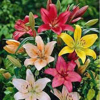 Mixed lilium blume samen for anpflanzung heirloom nongmo lowmaintenance organic garten samen
 
 sale for anpflanzung in home garten