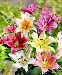 Gemischt Lilium Blumensamen zur Aussaat Traditionssorte ohne Gentechnik LowMaintenance biologisch Garten Samen