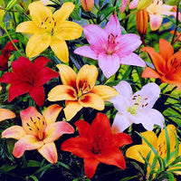 Gemischt Lilium Blumensamen zur Aussaat Traditionssorte ohne Gentechnik LowMaintenance biologisch Garten Samen
