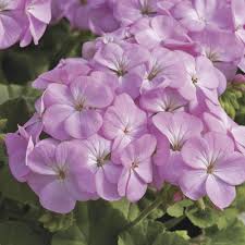 Lavendel Geranie Blumensamen zur Aussaat Traditionssorte ohne Gentechnik biologisch Garten Samen farbenfroh Schauanlagen