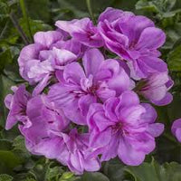 Lavendel Geranie Blumensamen zur Aussaat Traditionssorte ohne Gentechnik biologisch Garten Samen farbenfroh Schauanlagen