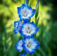 Himmelblau Gladiole Blumensamen zur Aussaat duftend Blüten Traditionssorte & ohne Gentechnik Samen Hausgarten