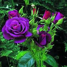 Lila rose blume samen for anpflanzung heirloom nongmo compact organic garten samen
 
 sale for anpflanzung in home garten