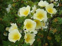 Gelb Weiß Rosa Xanthina Blumensamen zur Aussaat Traditionssorte ohne Gentechnik PollinatorFriendly biologisch Samen
