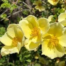 Gelb Weiß Rosa Xanthina Blumensamen zur Aussaat Traditionssorte ohne Gentechnik PollinatorFriendly biologisch Samen