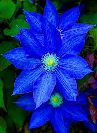 Dark blau clematis blume samen for anpflanzung heirloom nongmo long bloom organic garten samen
 
 sale for anpflanzung in home garten