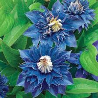 dunkel Blau Waldrebe Blumensamen zur Aussaat Traditionssorte ohne Gentechnik lang Blüte biologisch Garten Samen
