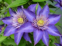 dunkel Blau Waldrebe Blumensamen zur Aussaat Traditionssorte ohne Gentechnik lang Blüte biologisch Garten Samen