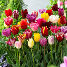 Mixed tulip blume samen for anpflanzung heirloom nongmo hardy organic garten samen for spring blooms
 
 sale for anpflanzung in home garten