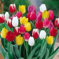 Gemischt Tulpe Blumensamen zur Aussaat Traditionssorte ohne Gentechnik robust biologisch Garten Samen Frühling Blüten