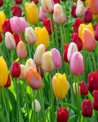 Gemischt Tulpe Blumensamen zur Aussaat Traditionssorte ohne Gentechnik robust biologisch Garten Samen Frühling Blüten