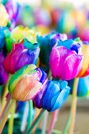 Rainbow tulip blume samen for anpflanzung heirloom nongmo easytogrow organic garten samen for spring color
 
 sale for anpflanzung in home garten