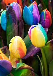 Rainbow Tulpe Blumensamen zur Aussaat Traditionssorte ohne Gentechnik EasytoGrow biologisch Garten Samen Frühling