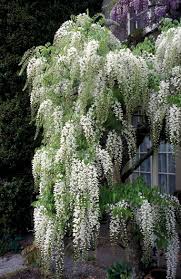 Weiß Blau Blauregen Blumensamen zur Aussaat – Traditionssorte ohne Gentechnik biologisch Garten Samen Keimung