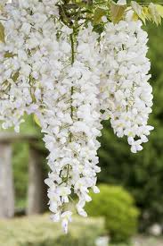 Weiß blau wisteria blume samen for anpflanzung – heirloom nongmo organic garten samen high germination
 
 sale for anpflanzung in home garten