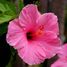 zart Rosa Hibiskus Blumensamen zur Aussaat – Traditionssorte ohne Gentechnik biologisch Garten Samen Keimung
