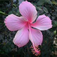 zart Rosa Hibiskus Blumensamen zur Aussaat – Traditionssorte ohne Gentechnik biologisch Garten Samen Keimung