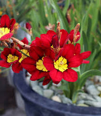 Blau Rot Sparaxis Blumensamen zur Aussaat – Traditionssorte ohne Gentechnik biologisch Garten Samen Keimung