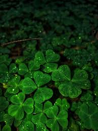Khaki Grün Four Leaf Clover Samen zur Aussaat – Traditionssorte ohne Gentechnik biologisch Garten Samen Keimung