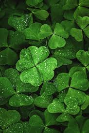 Khaki grün four leaf clover samen for anpflanzung – heirloom nongmo organic garten samen high germination
 
 sale for anpflanzung in home garten