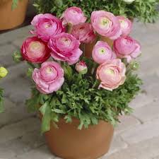 Light rosa ranunculus blume samen for anpflanzung – heirloom nongmo organic garten samen high germination
 
 sale for anpflanzung in home garten