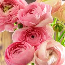 hell Rosa Ranunculus Blumensamen zur Aussaat – Traditionssorte ohne Gentechnik biologisch Garten Samen Keimung