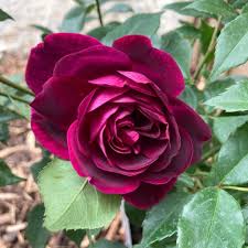 Bordeaux Rose Blumensamen zur Aussaat – Traditionssorte ohne Gentechnik biologisch Garten Samen Keimung Wildblume Mischung