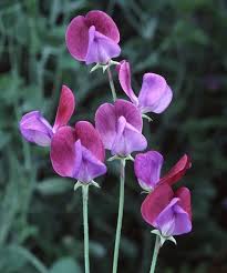 Semi di veccia viola da seminare – varietà tradizionale senza OGM, semi biologici da giardino, germinazione, amante del sole